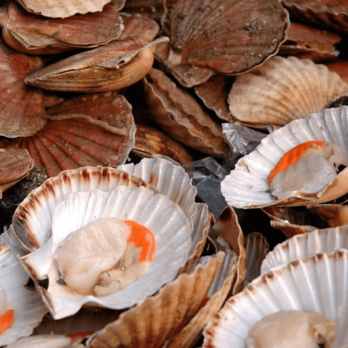 Ingredients needed for Air Fryer Scallops on the Half Shell on kitchen table.