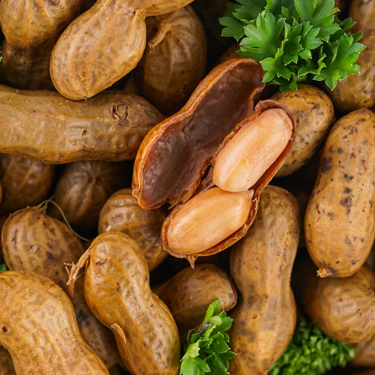 Golden roasted peanuts in the shell, fresh from the air fryer, served in a bowl.
