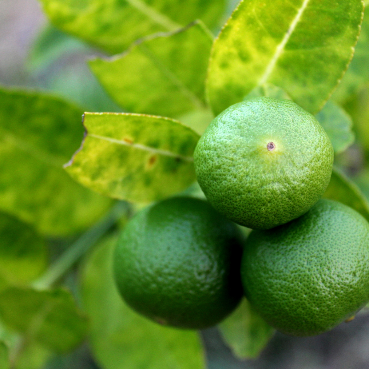 Ingredients needed for Dehydrated Limes in the Air Fryer (Easy 2-Hour Method) on tree from my garden.