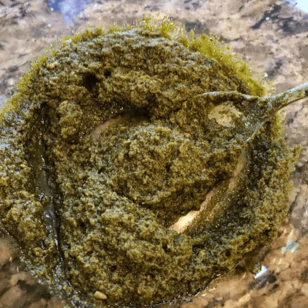 Air Fryer Pesto Chicken Thighs