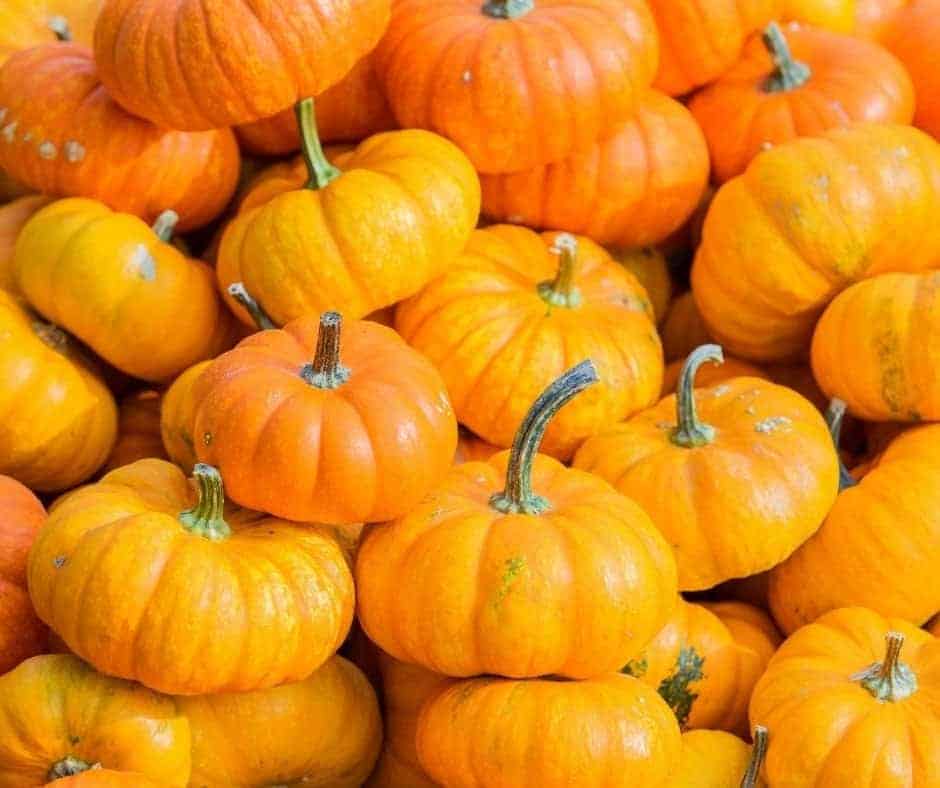 Ingredients Needed For Instant Pot Pumpkin Butter