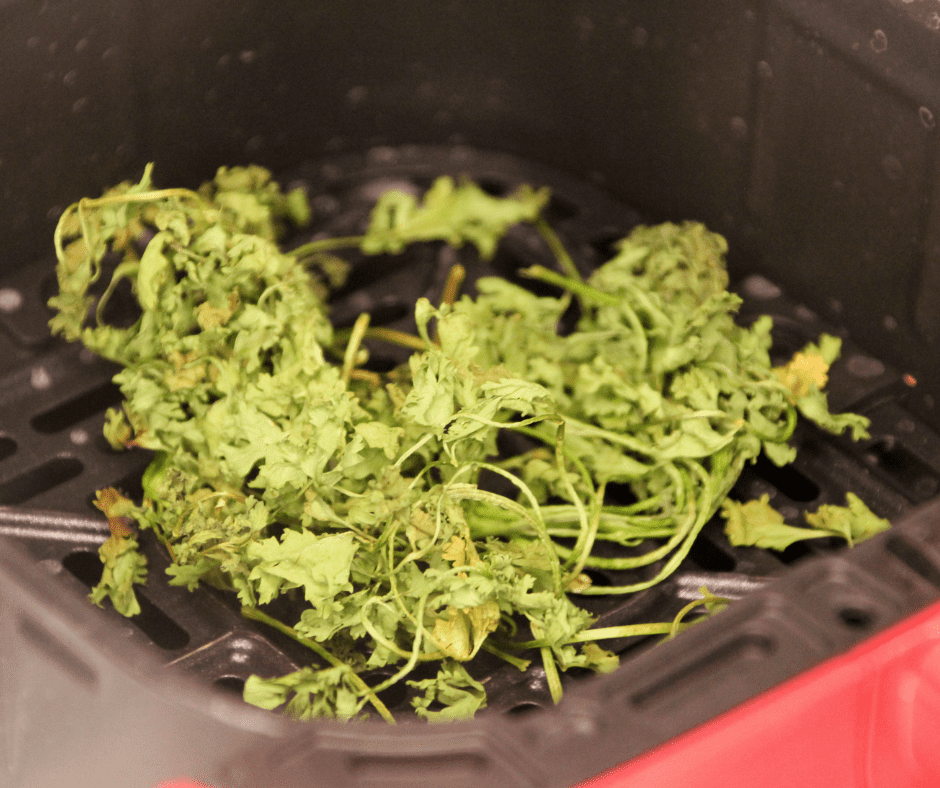 Fresh cilantro being dehydrated in the air fryer, ready for storage.