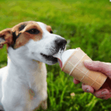Ninja Creami dog ice cream in a pint container